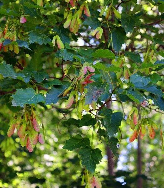 Acer platanoides 'Columnaris'